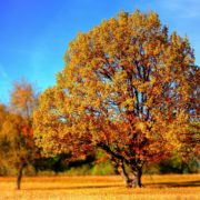 Fall Checklist Walnut Creek Housekeeping