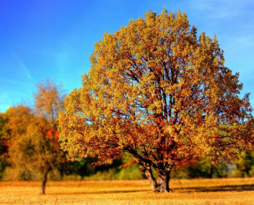 Fall Checklist Walnut Creek Housekeeping